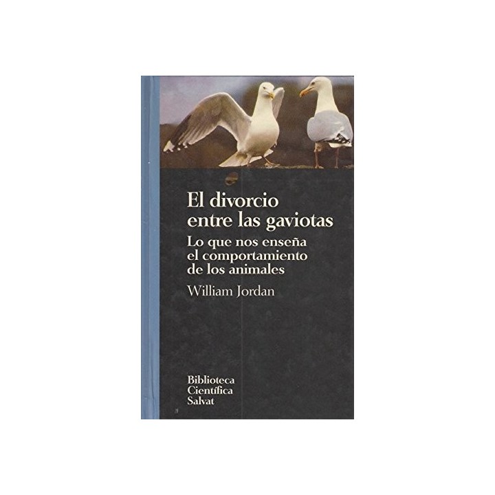 El divorcio entre las gaviotas. Lo que nos enseña el comportamiento de los animales